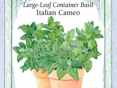 Basil Italian Cameo Container