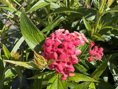 Panama Rose STD 3G