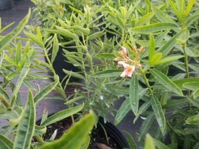 Oleander Dwarf Salmon 3G
