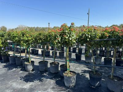 Lantana STD Confetti/Red/Yellow 3G