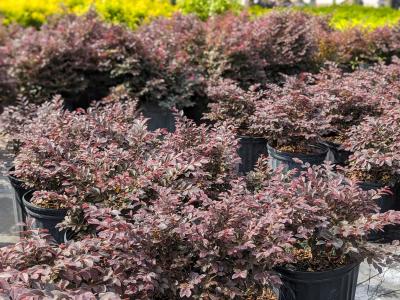 Loropetalum * 'Cerise Charm' 3G