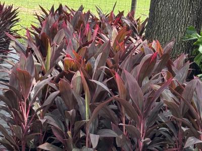 Cordyline 'Red Sister' 3G